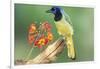 Texas, Hidalgo County. Green Jay on Log-Jaynes Gallery-Framed Photographic Print