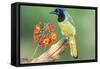 Texas, Hidalgo County. Green Jay on Log-Jaynes Gallery-Framed Stretched Canvas