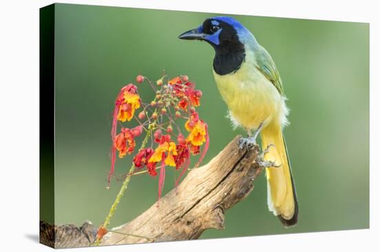 Texas, Hidalgo County. Green Jay on Log-Jaynes Gallery-Stretched Canvas