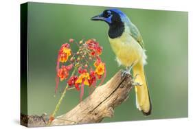 Texas, Hidalgo County. Green Jay on Log-Jaynes Gallery-Stretched Canvas