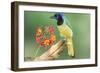 Texas, Hidalgo County. Green Jay on Log-Jaynes Gallery-Framed Photographic Print