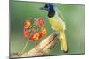 Texas, Hidalgo County. Green Jay on Log-Jaynes Gallery-Mounted Photographic Print