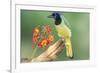 Texas, Hidalgo County. Green Jay on Log-Jaynes Gallery-Framed Photographic Print