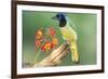 Texas, Hidalgo County. Green Jay on Log-Jaynes Gallery-Framed Photographic Print