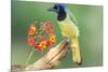 Texas, Hidalgo County. Green Jay on Log-Jaynes Gallery-Mounted Photographic Print