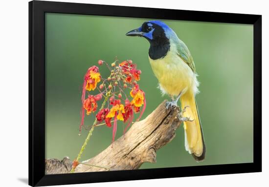 Texas, Hidalgo County. Green Jay on Log-Jaynes Gallery-Framed Photographic Print