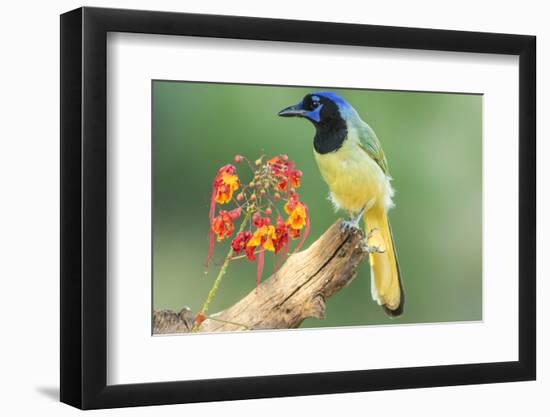 Texas, Hidalgo County. Green Jay on Log-Jaynes Gallery-Framed Photographic Print