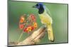 Texas, Hidalgo County. Green Jay on Log-Jaynes Gallery-Mounted Photographic Print