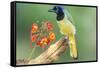 Texas, Hidalgo County. Green Jay on Log-Jaynes Gallery-Framed Stretched Canvas