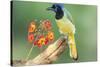 Texas, Hidalgo County. Green Jay on Log-Jaynes Gallery-Stretched Canvas