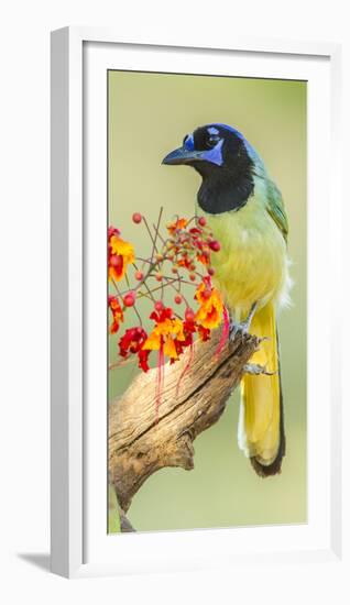 Texas, Hidalgo County. Green Jay on Log-Jaynes Gallery-Framed Photographic Print