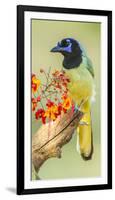 Texas, Hidalgo County. Green Jay on Log-Jaynes Gallery-Framed Photographic Print