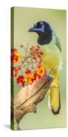 Texas, Hidalgo County. Green Jay on Log-Jaynes Gallery-Stretched Canvas