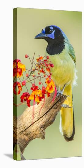 Texas, Hidalgo County. Green Jay on Log-Jaynes Gallery-Stretched Canvas