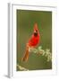 Texas, Hidalgo County. Male Cardinal on Limb-Jaynes Gallery-Framed Photographic Print