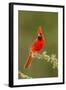 Texas, Hidalgo County. Male Cardinal on Limb-Jaynes Gallery-Framed Photographic Print