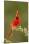 Texas, Hidalgo County. Male Cardinal on Limb-Jaynes Gallery-Mounted Photographic Print