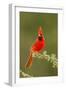 Texas, Hidalgo County. Male Cardinal on Limb-Jaynes Gallery-Framed Photographic Print