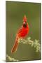 Texas, Hidalgo County. Male Cardinal on Limb-Jaynes Gallery-Mounted Photographic Print