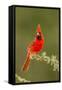 Texas, Hidalgo County. Male Cardinal on Limb-Jaynes Gallery-Framed Stretched Canvas