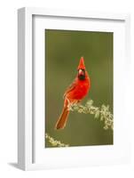 Texas, Hidalgo County. Male Cardinal on Limb-Jaynes Gallery-Framed Photographic Print