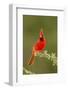 Texas, Hidalgo County. Male Cardinal on Limb-Jaynes Gallery-Framed Photographic Print