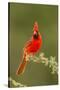 Texas, Hidalgo County. Male Cardinal on Limb-Jaynes Gallery-Stretched Canvas