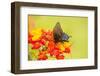 Texas, Hidalgo County. Pipevine Swallowtail Butterfly on Flower-Jaynes Gallery-Framed Photographic Print