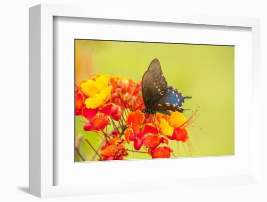 Texas, Hidalgo County. Pipevine Swallowtail Butterfly on Flower-Jaynes Gallery-Framed Photographic Print