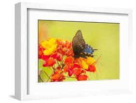 Texas, Hidalgo County. Pipevine Swallowtail Butterfly on Flower-Jaynes Gallery-Framed Photographic Print
