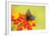 Texas, Hidalgo County. Pipevine Swallowtail Butterfly on Flower-Jaynes Gallery-Framed Photographic Print