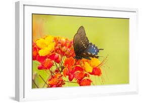 Texas, Hidalgo County. Pipevine Swallowtail Butterfly on Flower-Jaynes Gallery-Framed Photographic Print