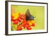 Texas, Hidalgo County. Pipevine Swallowtail Butterfly on Flower-Jaynes Gallery-Framed Photographic Print