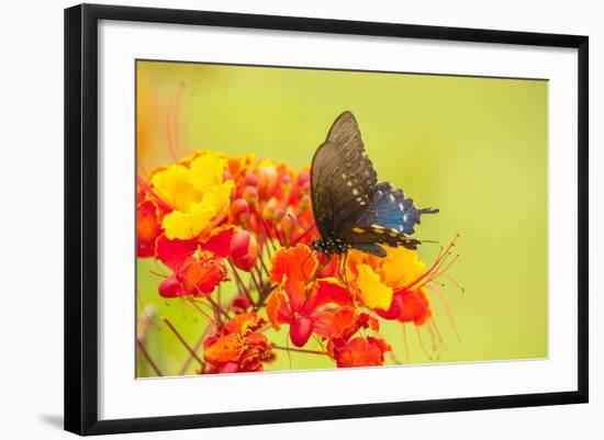 Texas, Hidalgo County. Pipevine Swallowtail Butterfly on Flower-Jaynes Gallery-Framed Photographic Print