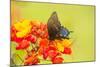 Texas, Hidalgo County. Pipevine Swallowtail Butterfly on Flower-Jaynes Gallery-Mounted Photographic Print