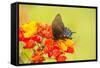 Texas, Hidalgo County. Pipevine Swallowtail Butterfly on Flower-Jaynes Gallery-Framed Stretched Canvas