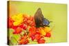 Texas, Hidalgo County. Pipevine Swallowtail Butterfly on Flower-Jaynes Gallery-Stretched Canvas