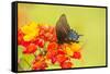 Texas, Hidalgo County. Pipevine Swallowtail Butterfly on Flower-Jaynes Gallery-Framed Stretched Canvas