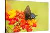 Texas, Hidalgo County. Pipevine Swallowtail Butterfly on Flower-Jaynes Gallery-Stretched Canvas