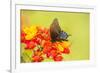 Texas, Hidalgo County. Pipevine Swallowtail Butterfly on Flower-Jaynes Gallery-Framed Photographic Print