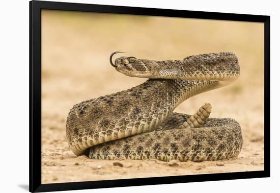 Texas, Hidalgo County. Western Diamondback Rattlesnake Coiled to Strike-Jaynes Gallery-Framed Photographic Print