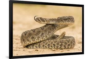 Texas, Hidalgo County. Western Diamondback Rattlesnake Coiled to Strike-Jaynes Gallery-Framed Photographic Print