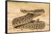 Texas, Hidalgo County. Western Diamondback Rattlesnake Coiled to Strike-Jaynes Gallery-Framed Stretched Canvas