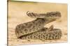 Texas, Hidalgo County. Western Diamondback Rattlesnake Coiled to Strike-Jaynes Gallery-Stretched Canvas