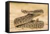 Texas, Hidalgo County. Western Diamondback Rattlesnake Coiled to Strike-Jaynes Gallery-Framed Stretched Canvas