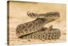Texas, Hidalgo County. Western Diamondback Rattlesnake Coiled to Strike-Jaynes Gallery-Stretched Canvas