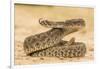 Texas, Hidalgo County. Western Diamondback Rattlesnake Coiled to Strike-Jaynes Gallery-Framed Premium Photographic Print