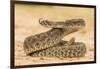 Texas, Hidalgo County. Western Diamondback Rattlesnake Coiled to Strike-Jaynes Gallery-Framed Premium Photographic Print