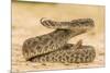 Texas, Hidalgo County. Western Diamondback Rattlesnake Coiled to Strike-Jaynes Gallery-Mounted Premium Photographic Print
