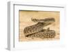 Texas, Hidalgo County. Western Diamondback Rattlesnake Coiled to Strike-Jaynes Gallery-Framed Photographic Print